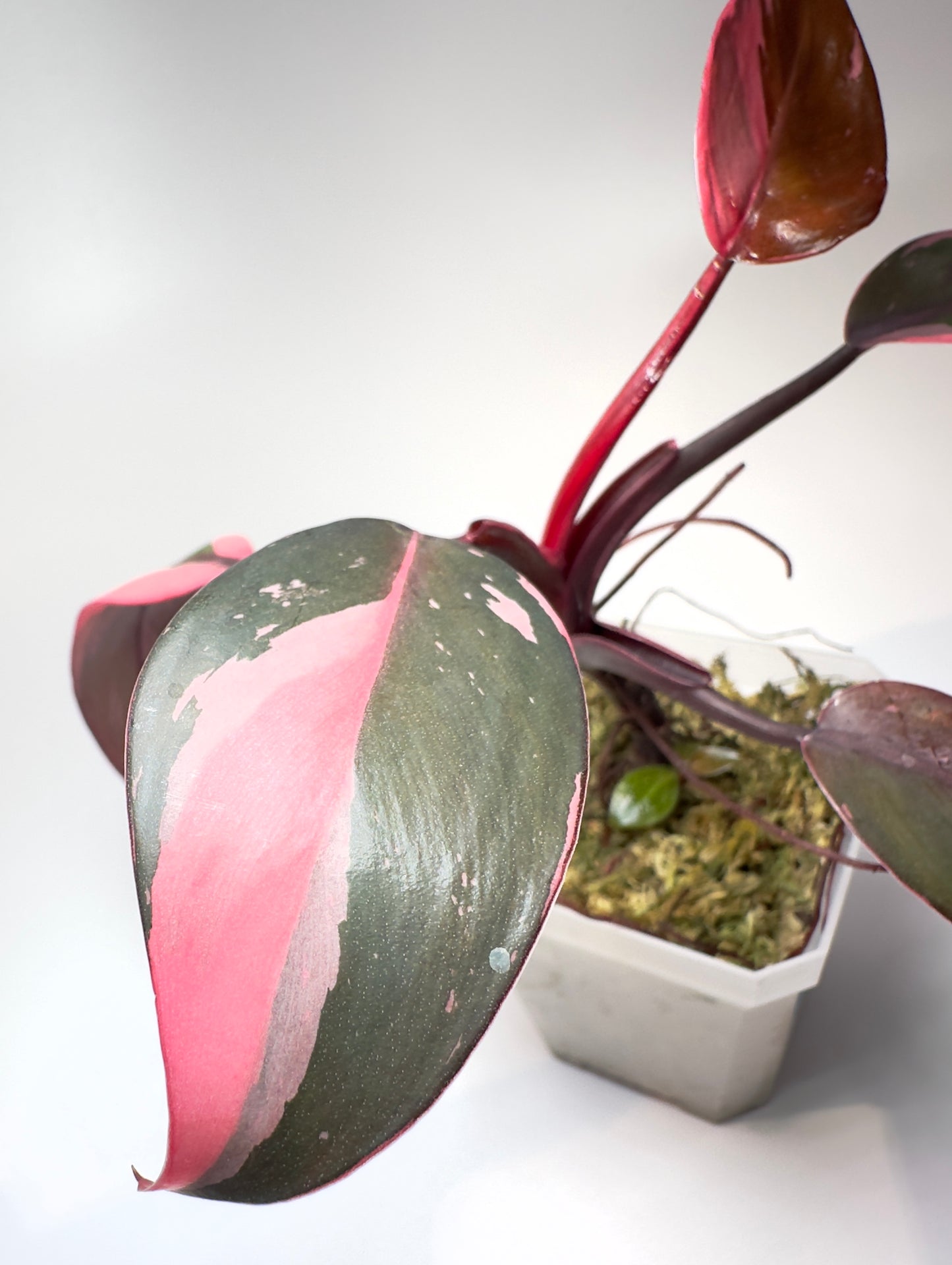 Philodendron 'Pink Princess' - Rooted Cutting [P4]